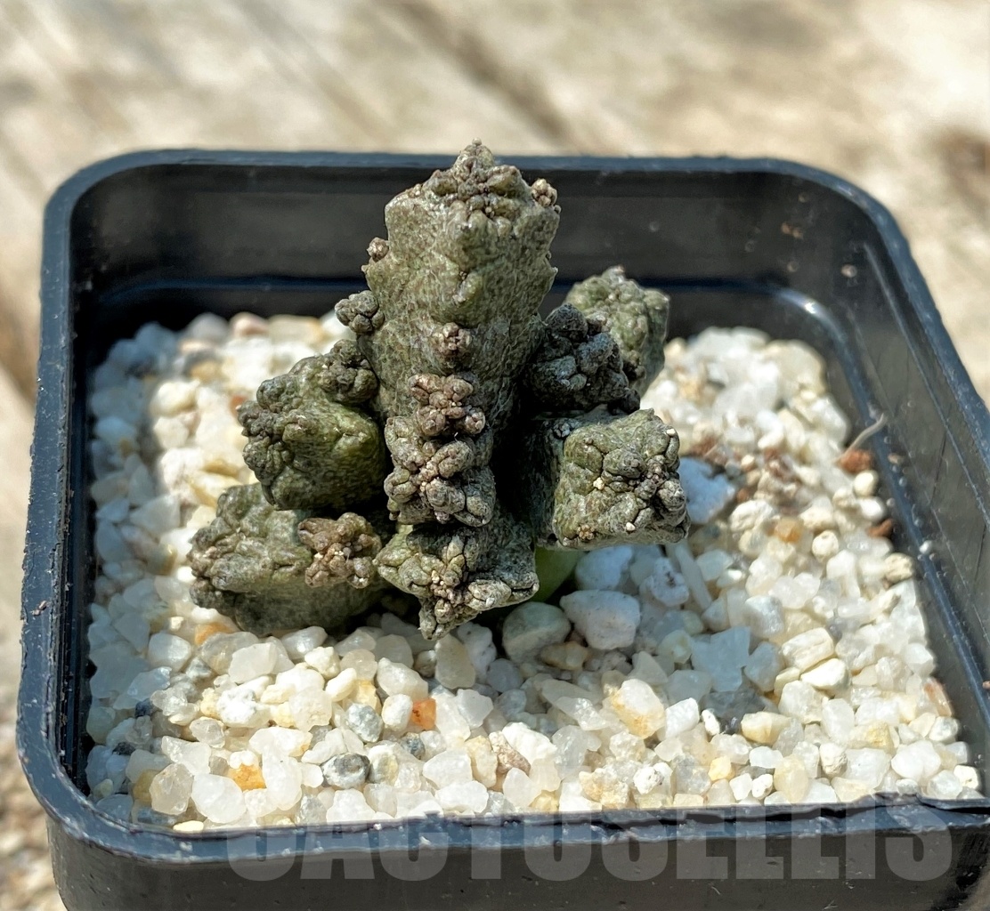 SHPR11160 Pseudolithos mccoyi - Image 3