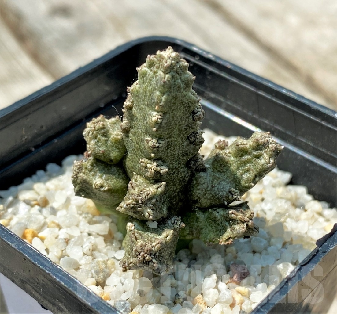 SHPR11160 Pseudolithos mccoyi