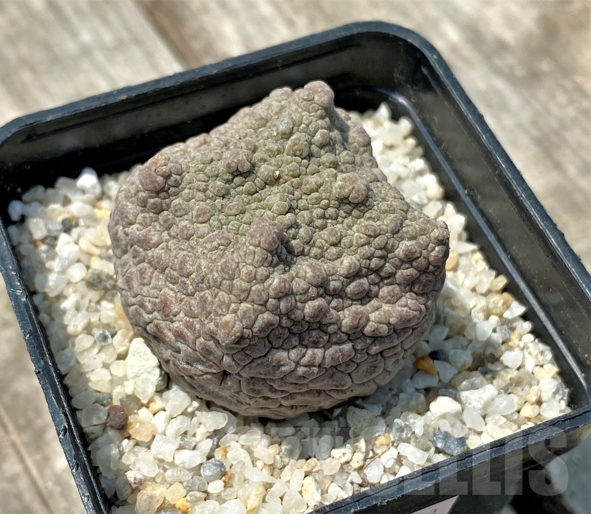 SHPR11161 Pseudolithos cubiformis