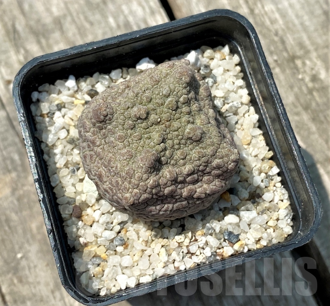 SHPR11161 Pseudolithos cubiformis - Image 2