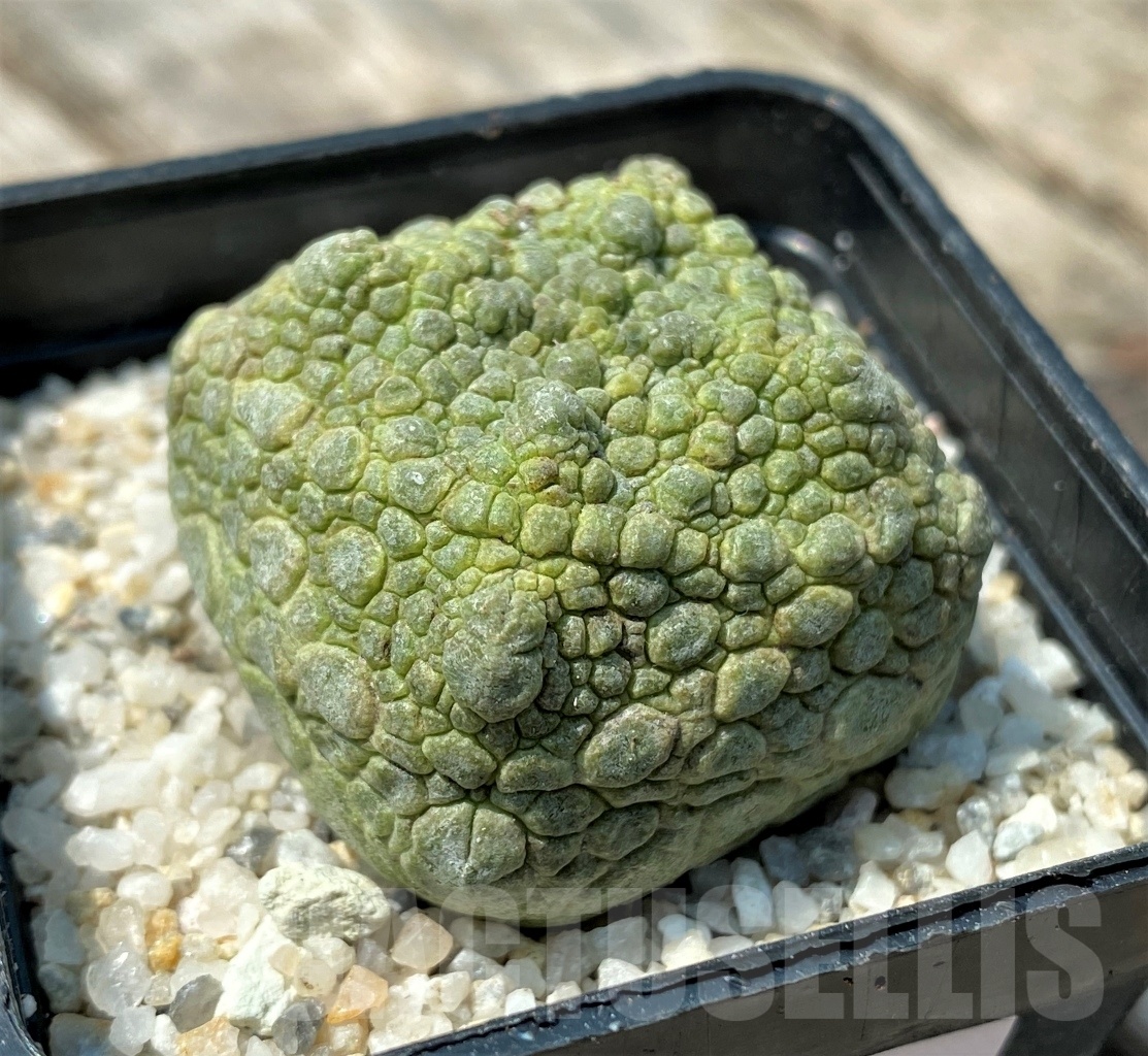 SHPR11162 Pseudolithos cubiformis