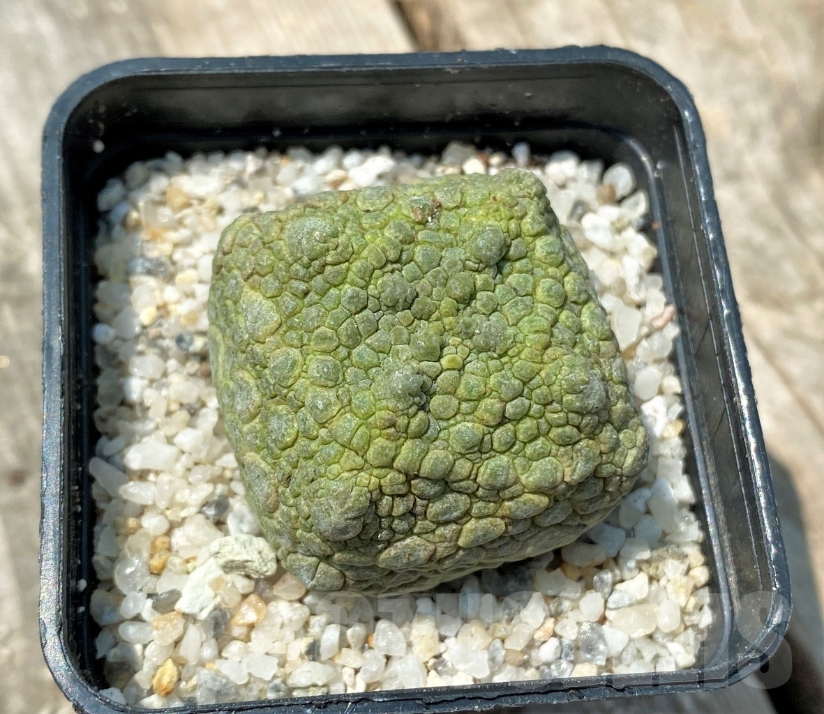 SHPR11162 Pseudolithos cubiformis - Image 2