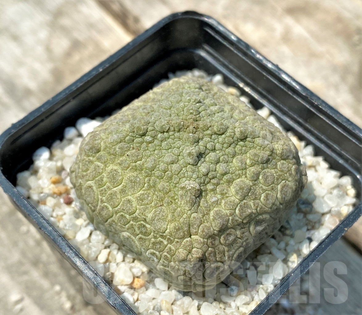 SHPR11163 Pseudolithos cubiformis