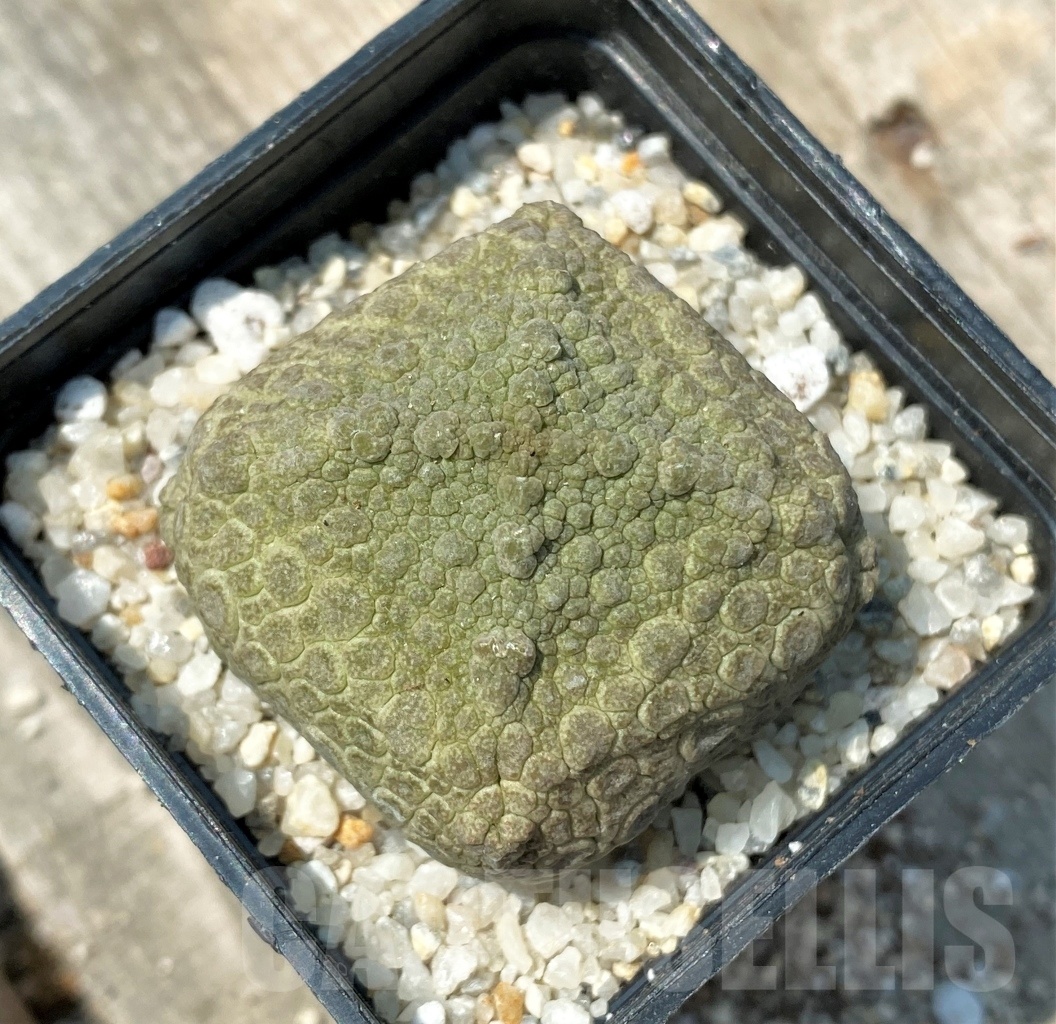 SHPR11163 Pseudolithos cubiformis - Image 2