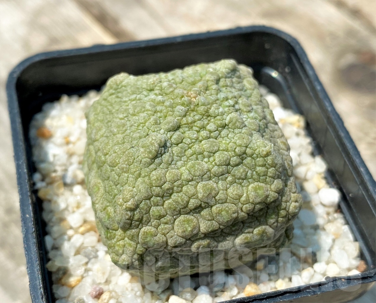 SHPR11164 Pseudolithos cubiformis