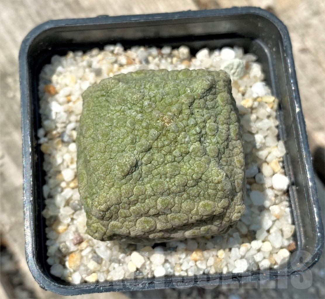 SHPR11164 Pseudolithos cubiformis - Image 2