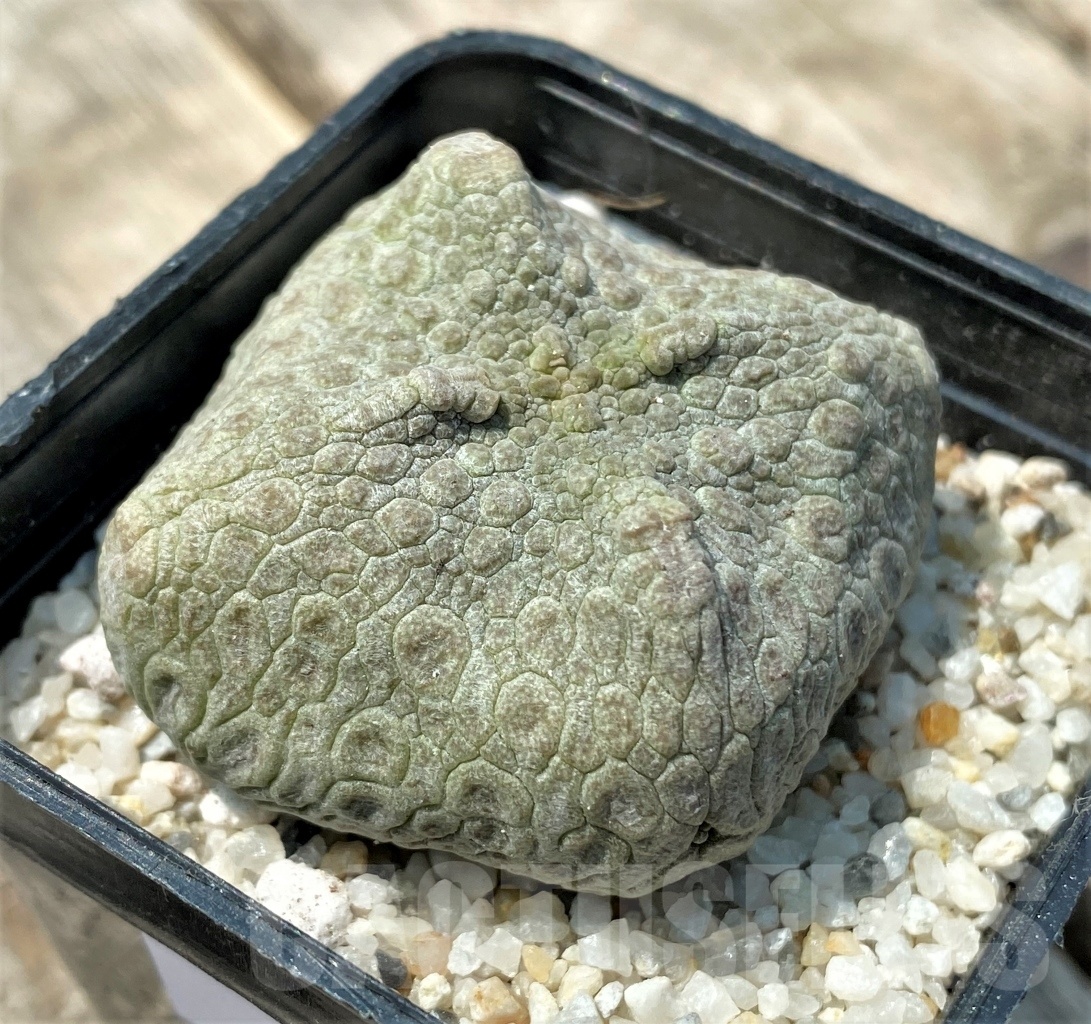 SHPR11165 Pseudolithos cubiformis