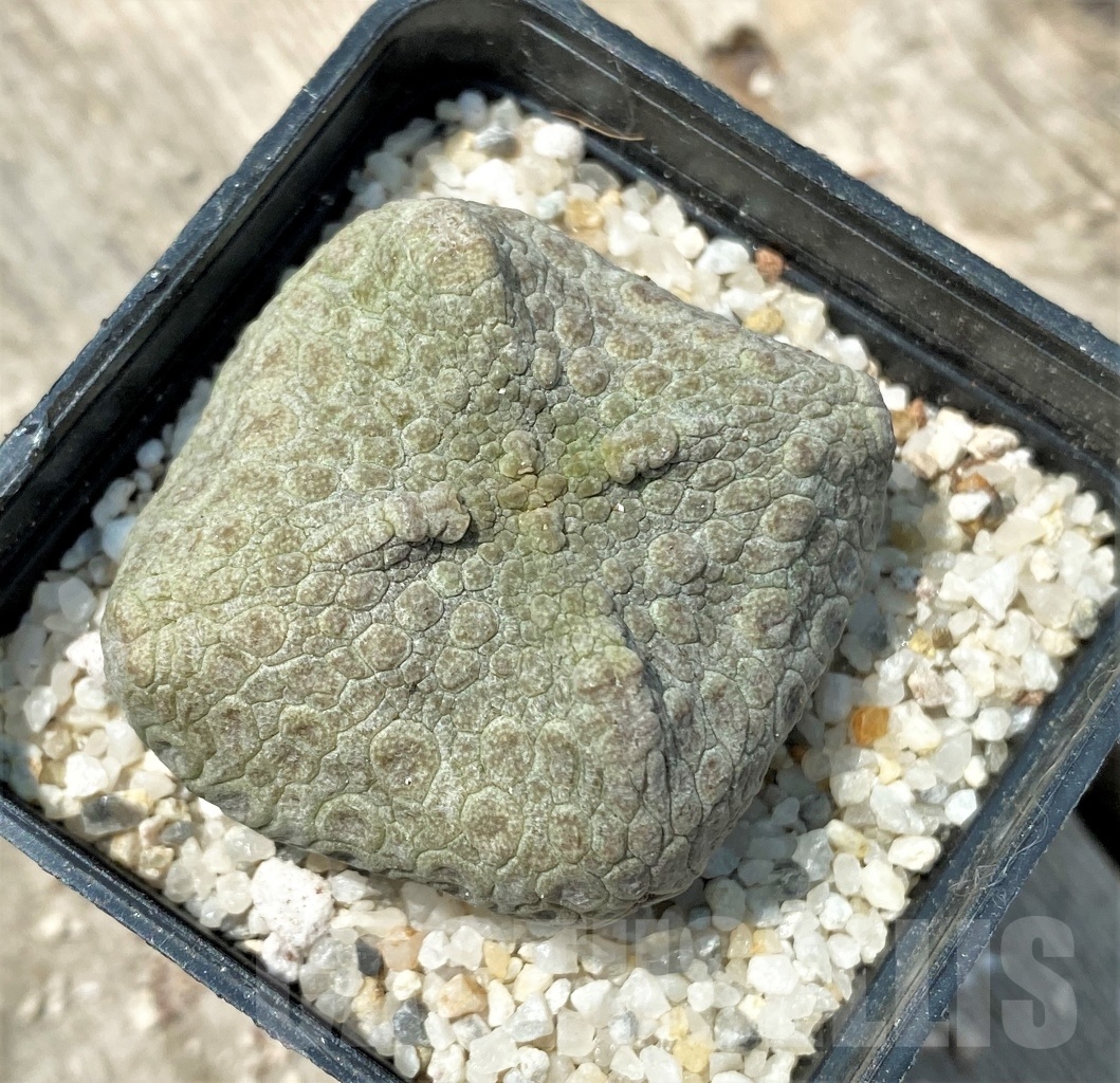 SHPR11165 Pseudolithos cubiformis - Image 2