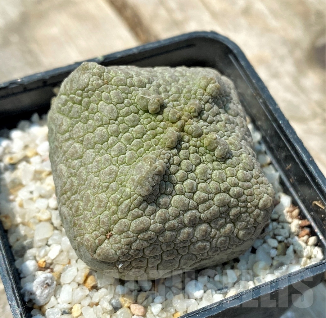 SHPR11166 Pseudolithos cubiformis