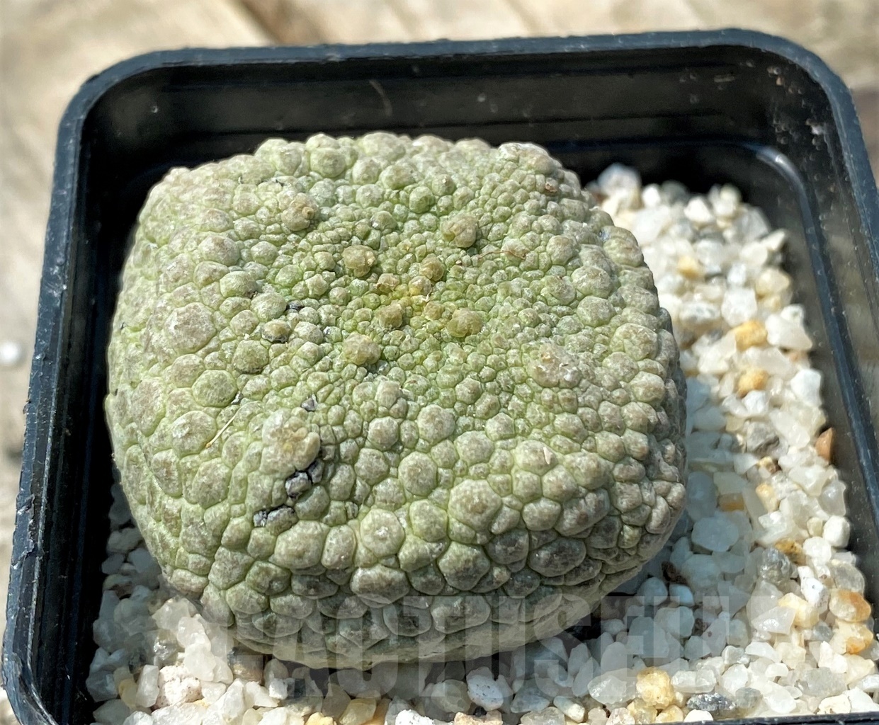 SHPR11167 Pseudolithos cubiformis