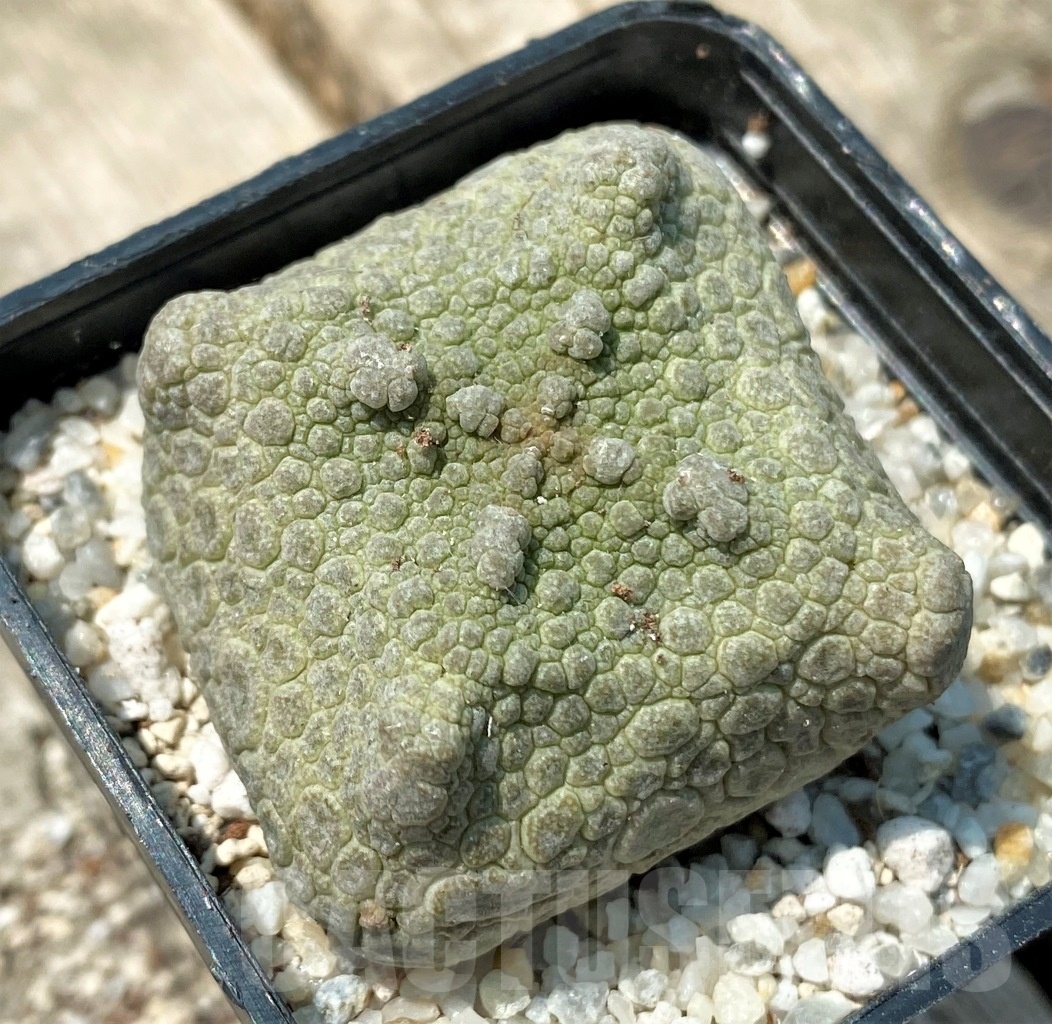 SHPR11168 Pseudolithos cubiformis - Image 2