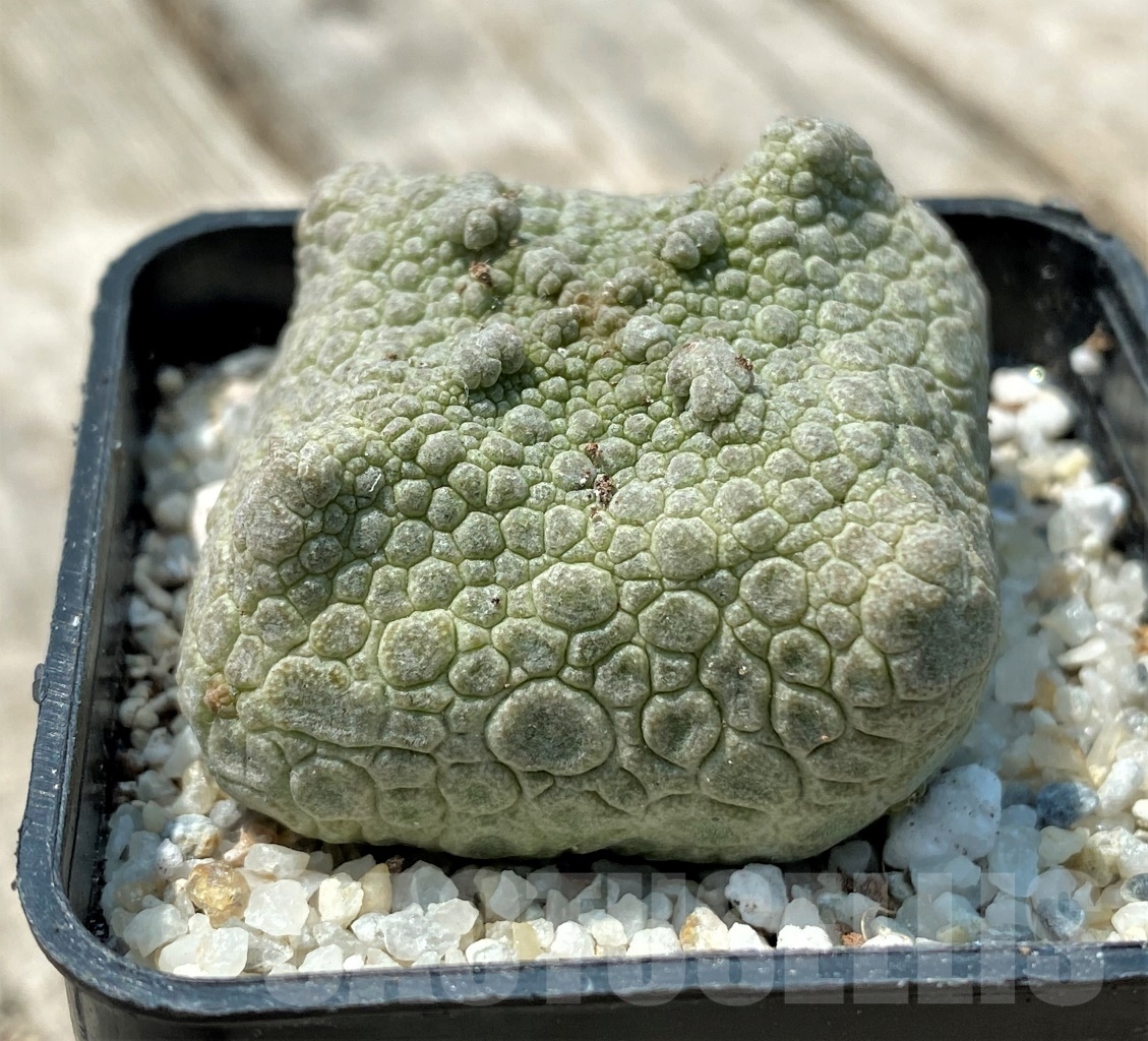 SHPR11168 Pseudolithos cubiformis