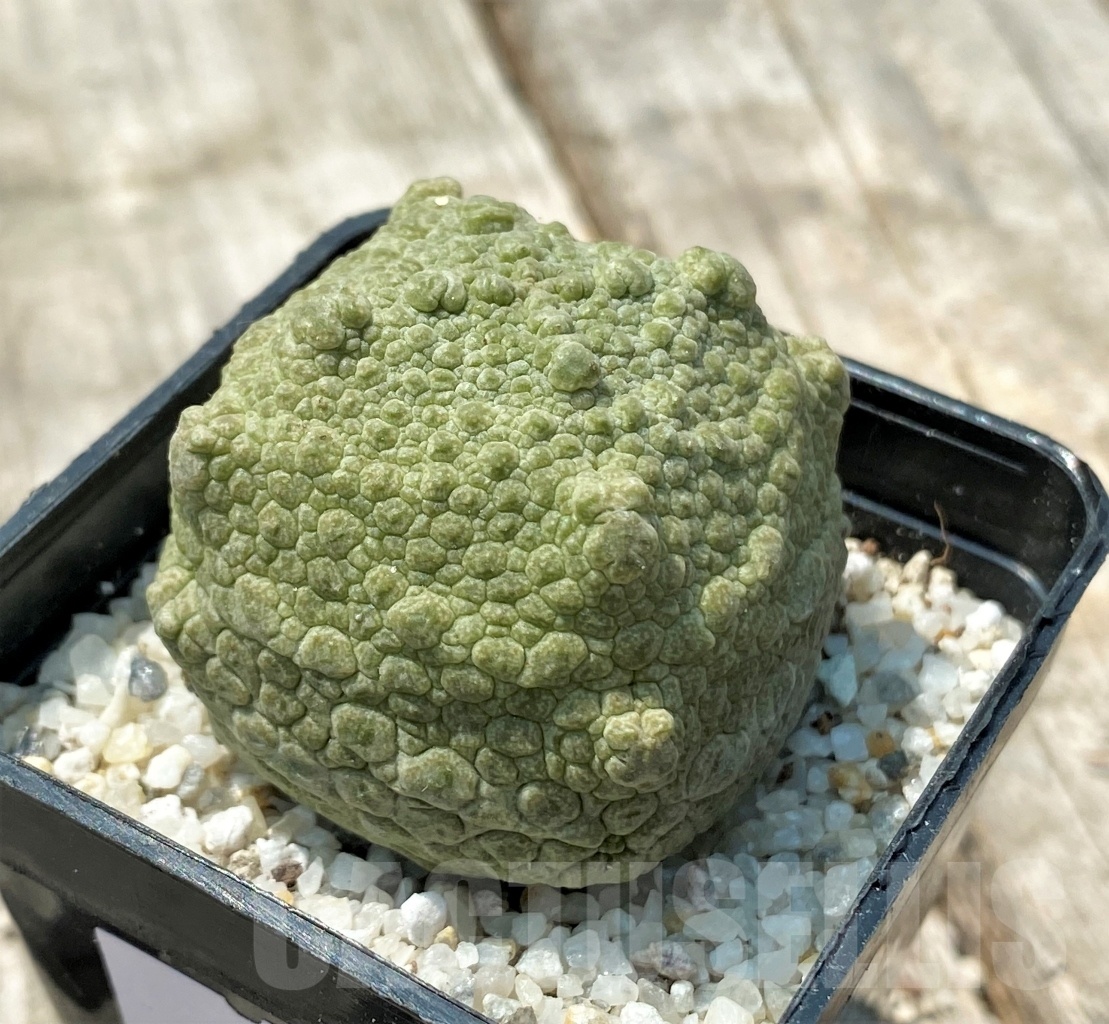 SHPR11169 Pseudolithos cubiformis