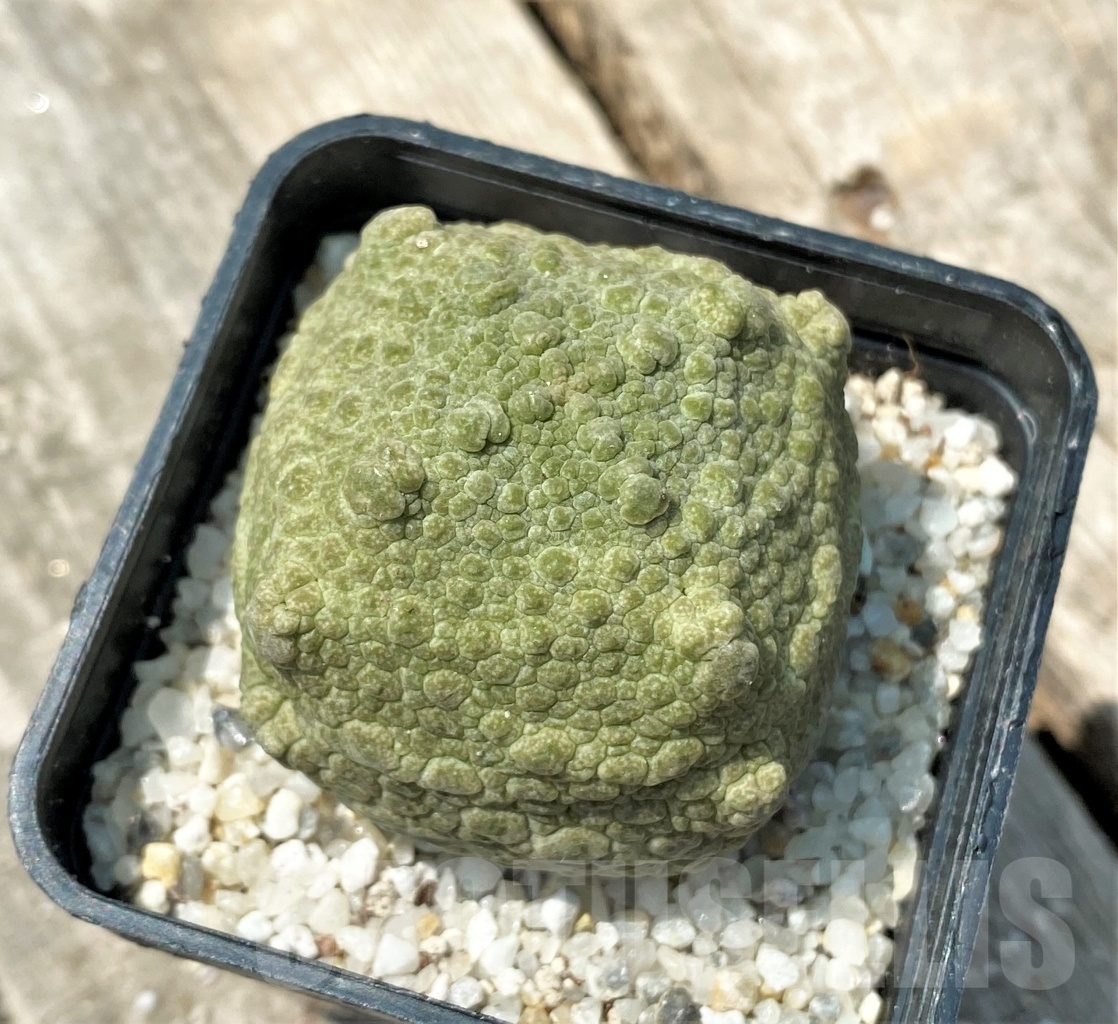 SHPR11169 Pseudolithos cubiformis - immagine 2