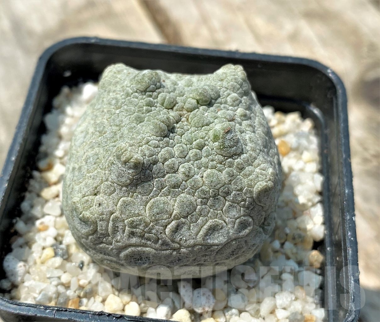 SHPR11170 Pseudolithos cubiformis