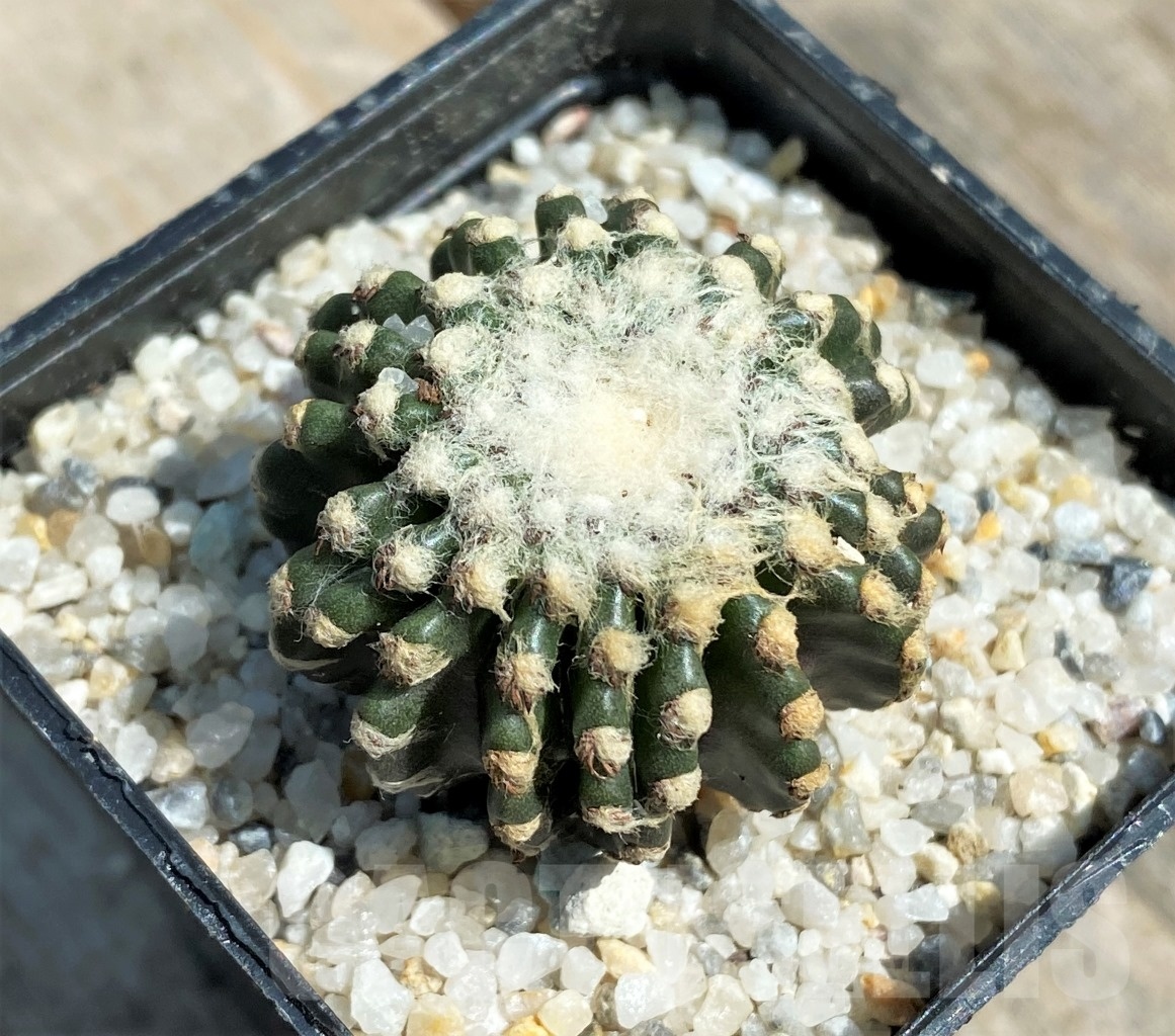SHPR11173 Discocactus horstii