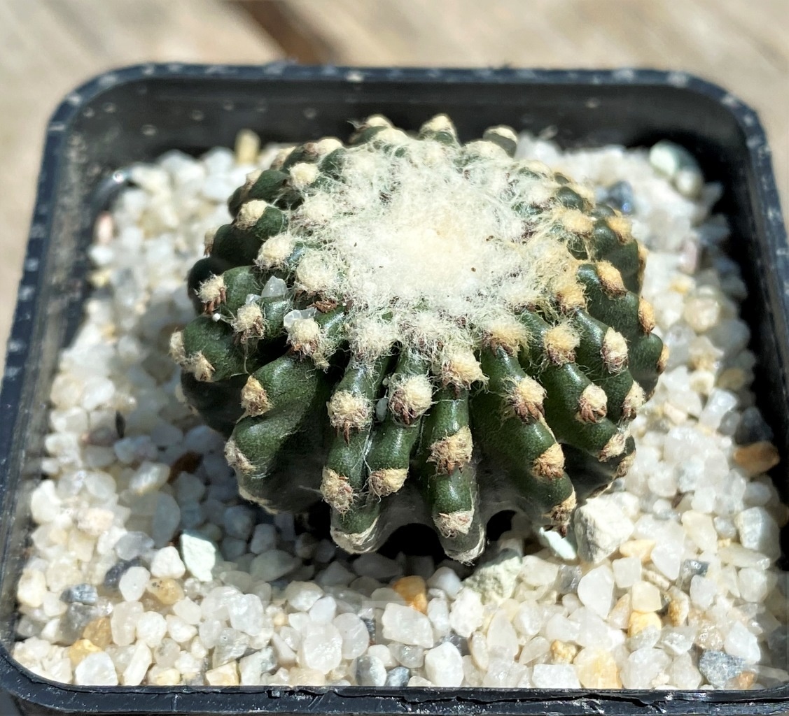 SHPR11173 Discocactus horstii - Image 2