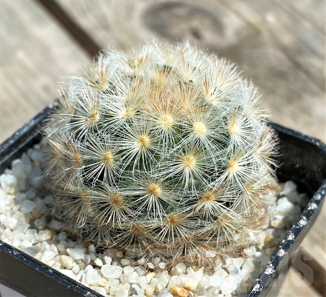 SHPR11174 Mammillaria carmenae `Rose Gold` - Зображення 2