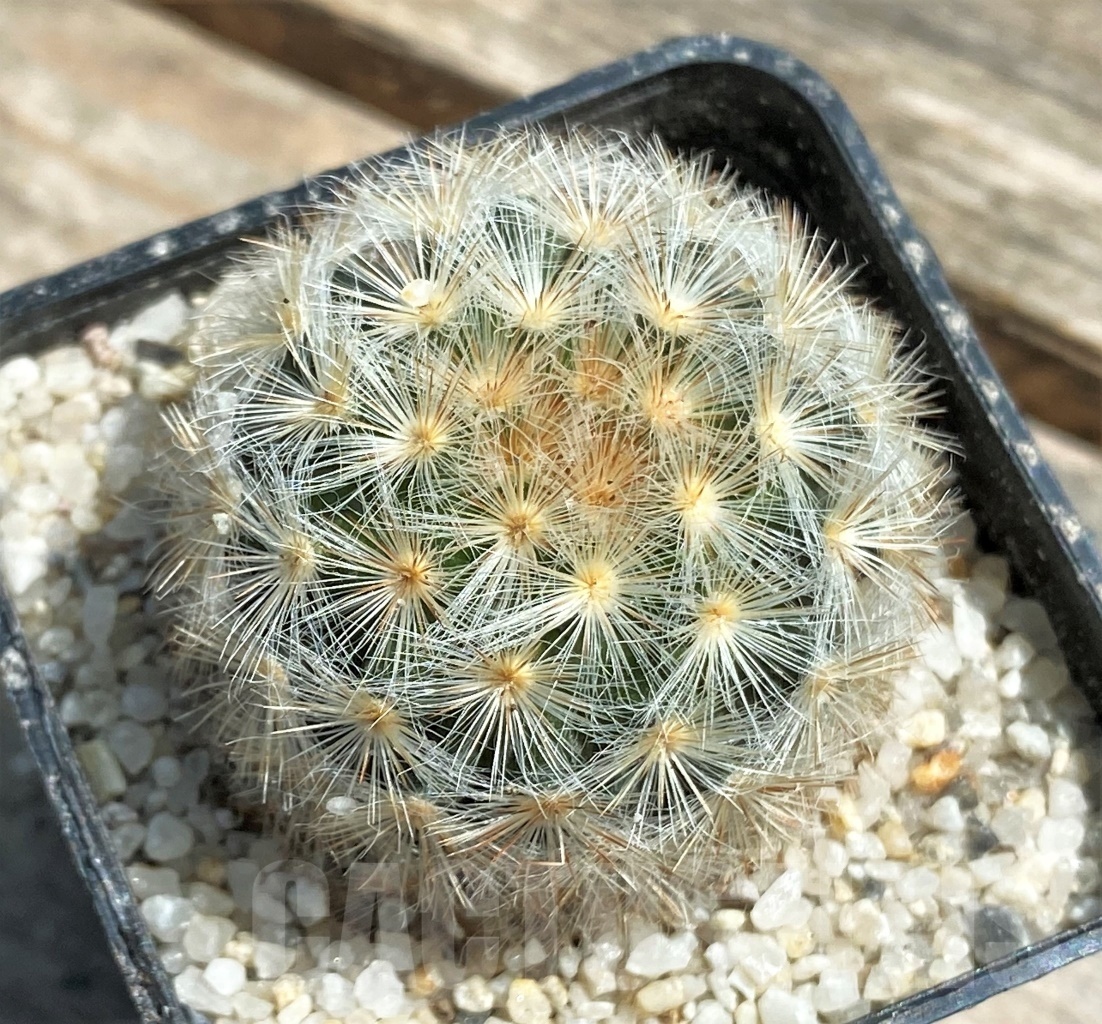 SHPR11174 Mammillaria carmenae `Rose Gold`