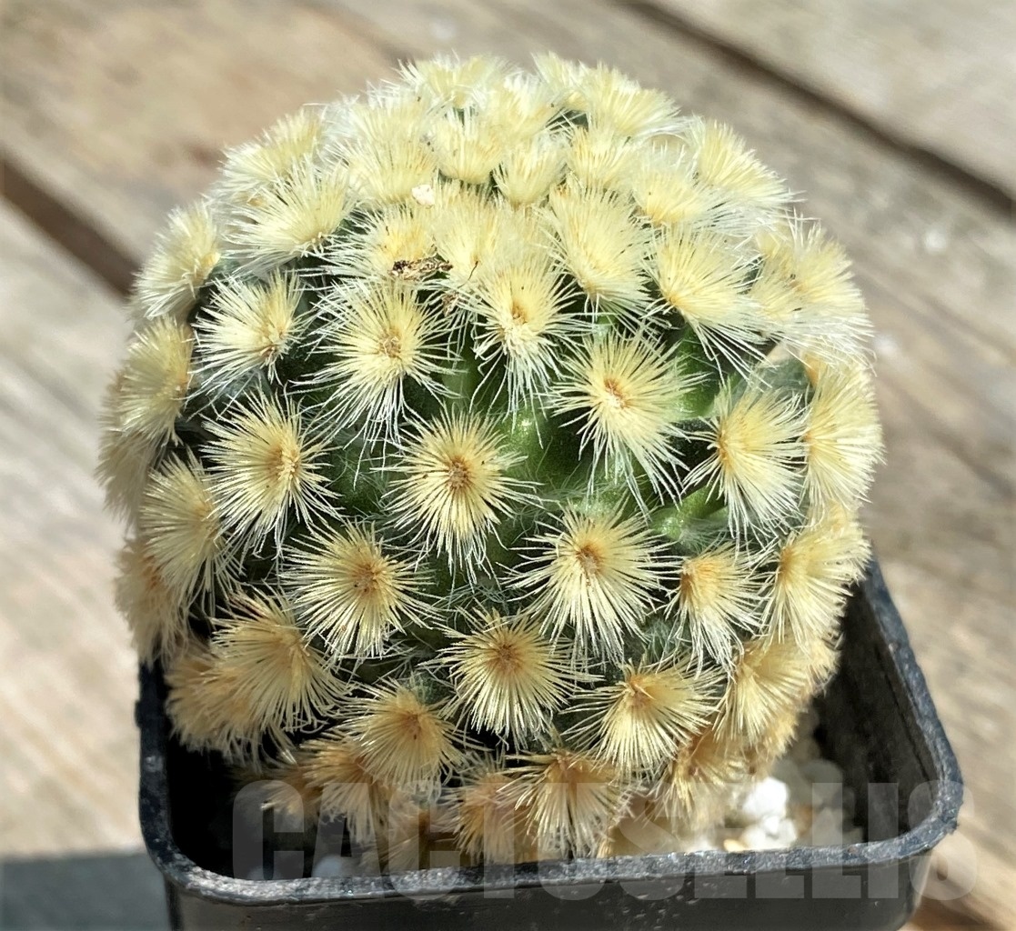 SHPR11175 Mammillaria carmenae laudan - Imagen 2