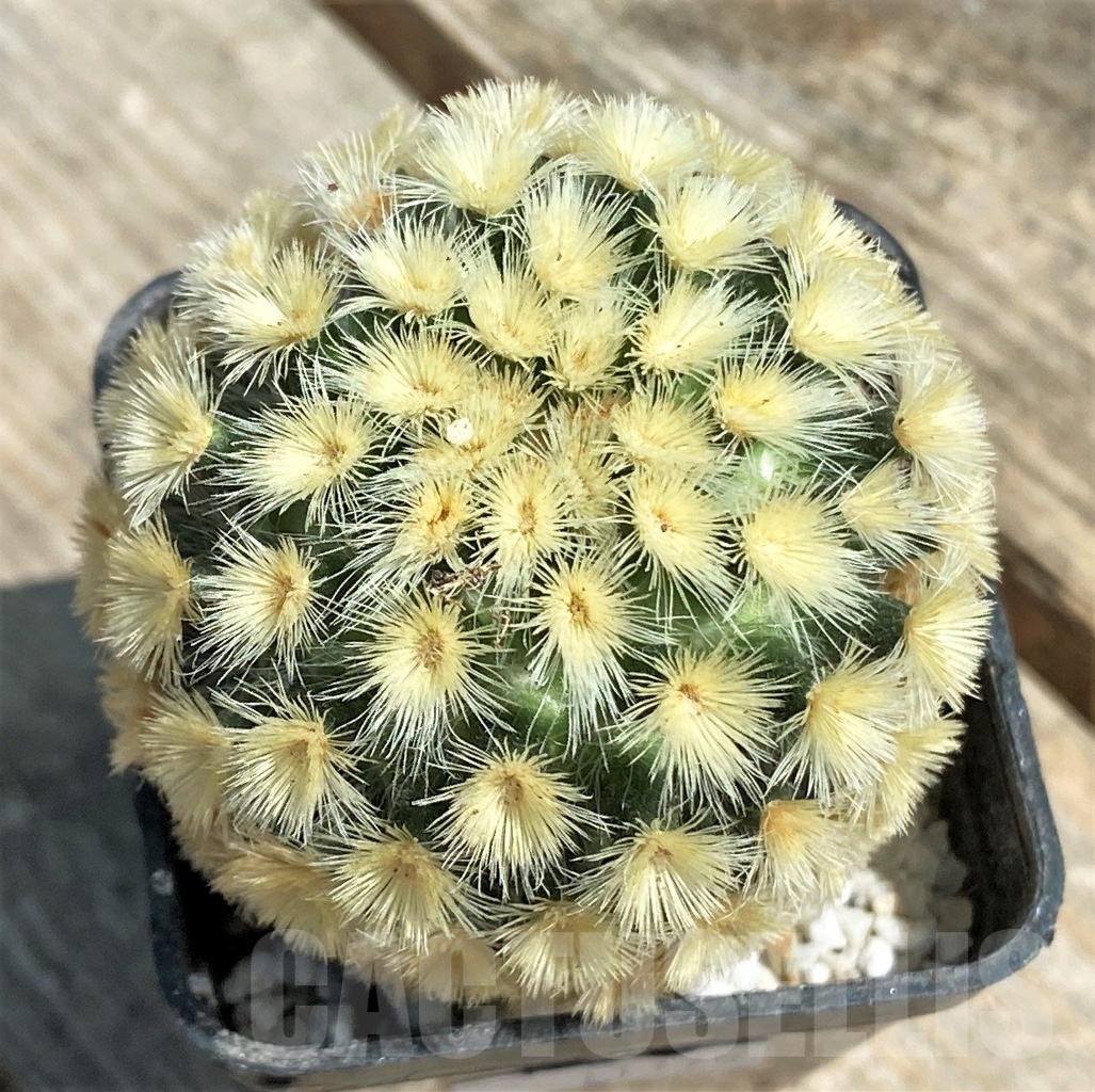 SHPR11175 Mammillaria carmenae laudan