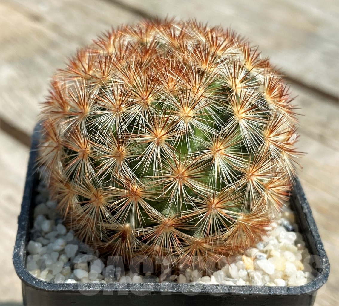 SHPR11176 Mammillaria carmenae C 11 d - 画像 (2)