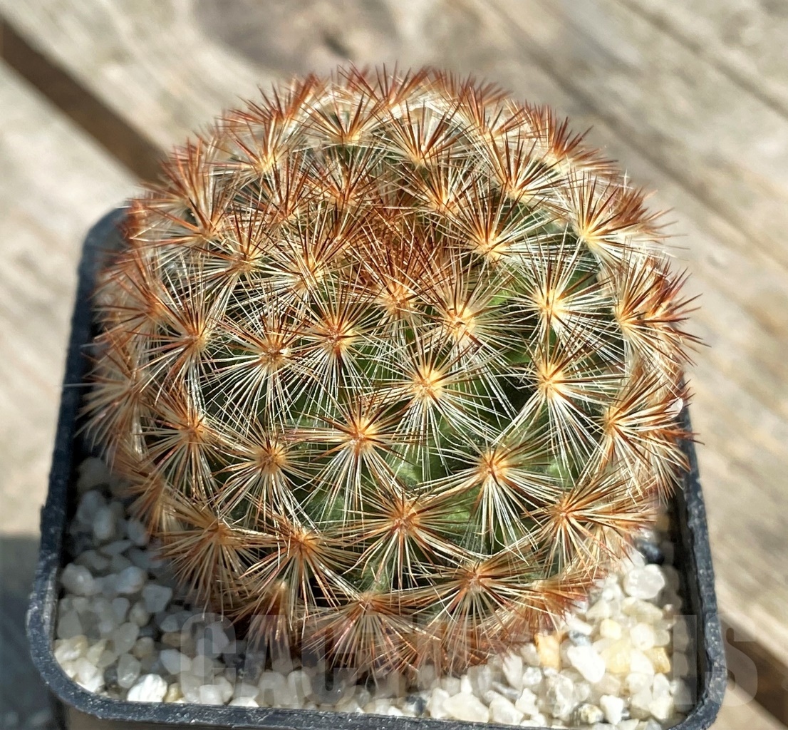 SHPR11176 Mammillaria carmenae C 11 d