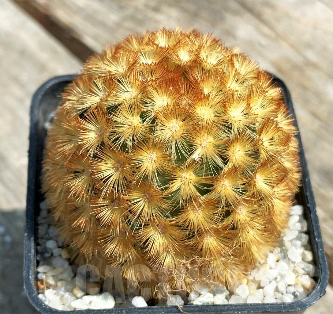 SHPR11177 Mammillaria carmenae J1