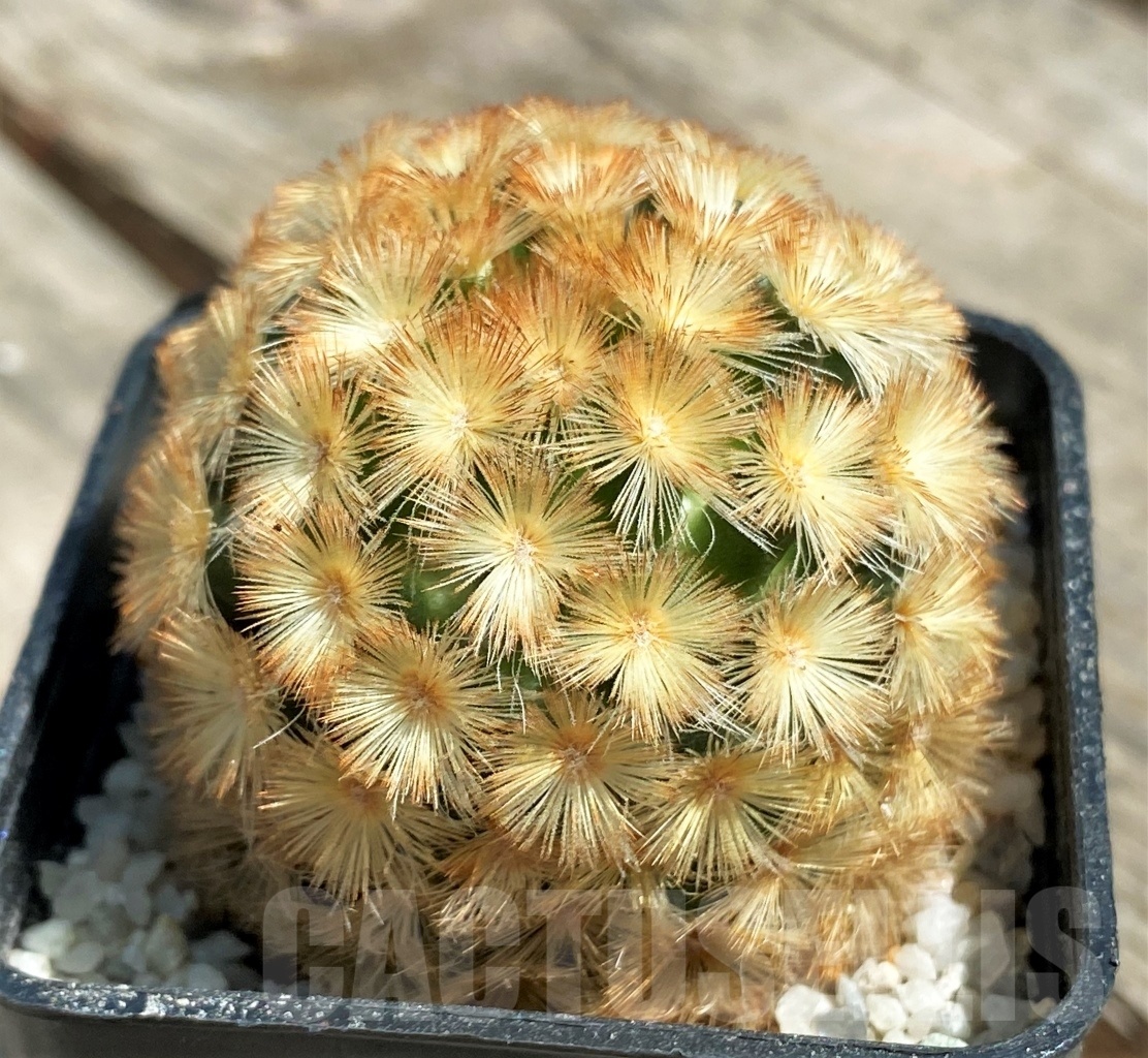 SHPR11178 Mammillaria carmenae "Buddha" orange - Зображення 2