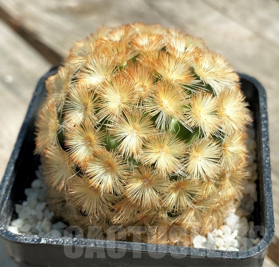 SHPR11178 Mammillaria carmenae "Buddha" orange - Зображення 3