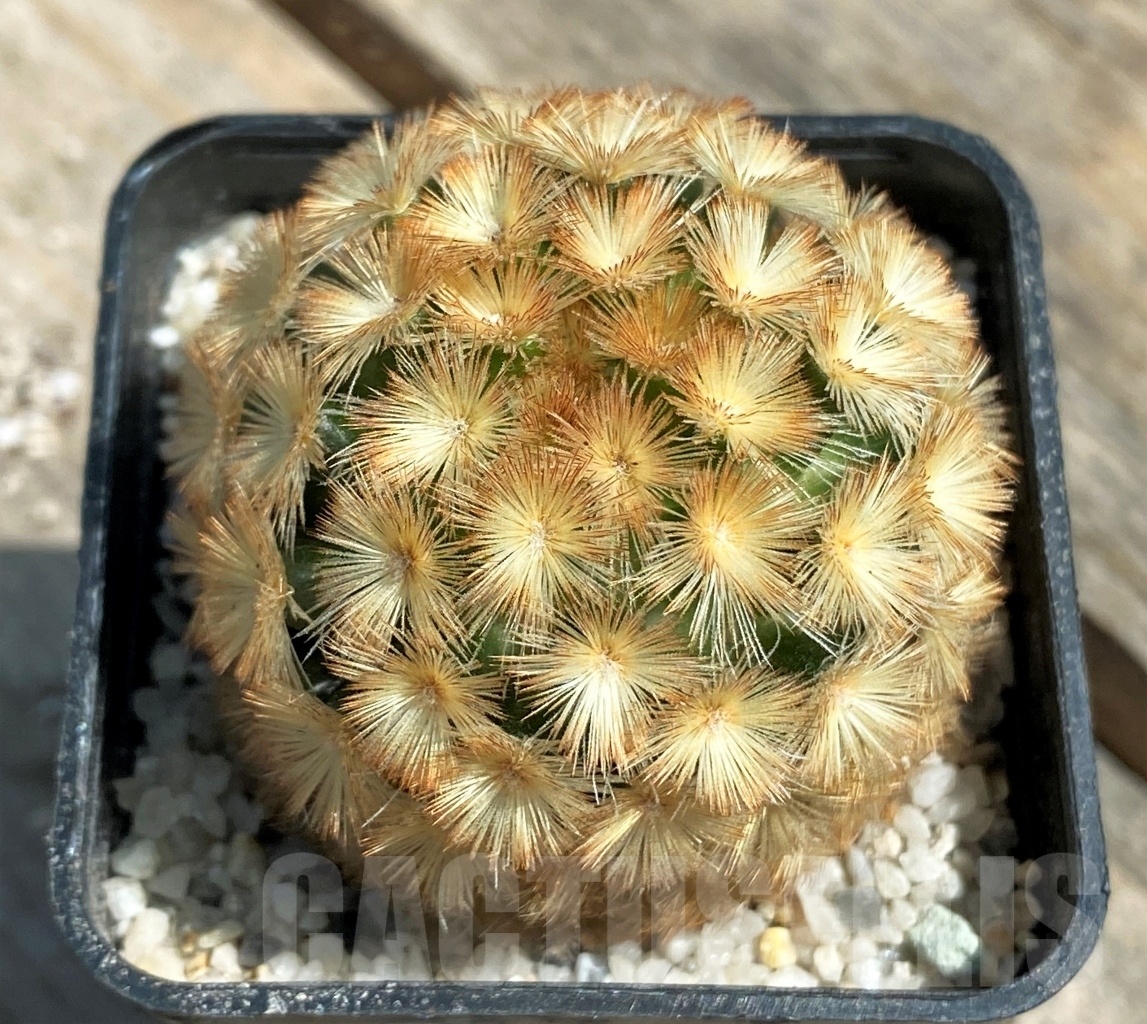 SHPR11178 Mammillaria carmenae "Buddha" orange