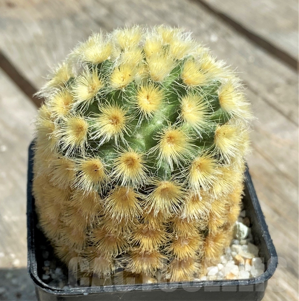 SHPR11179 Mammillaria carmenae "Buddha" yellow - Зображення 2