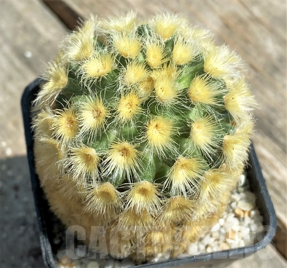 SHPR11179 Mammillaria carmenae "Buddha" yellow