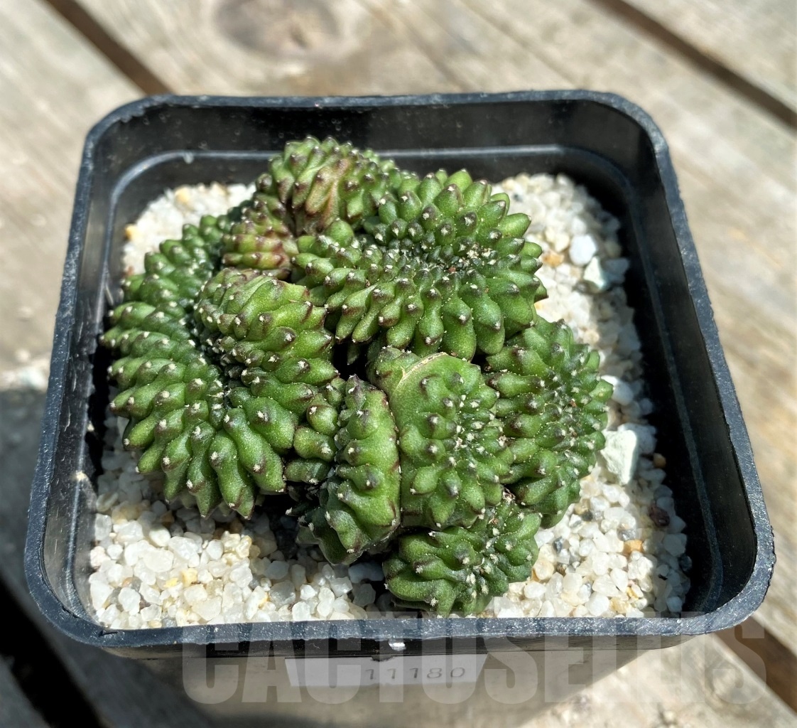 SHPR11180 Gymnocalycium hybrid 'inermis' f. cristata - Зображення 2
