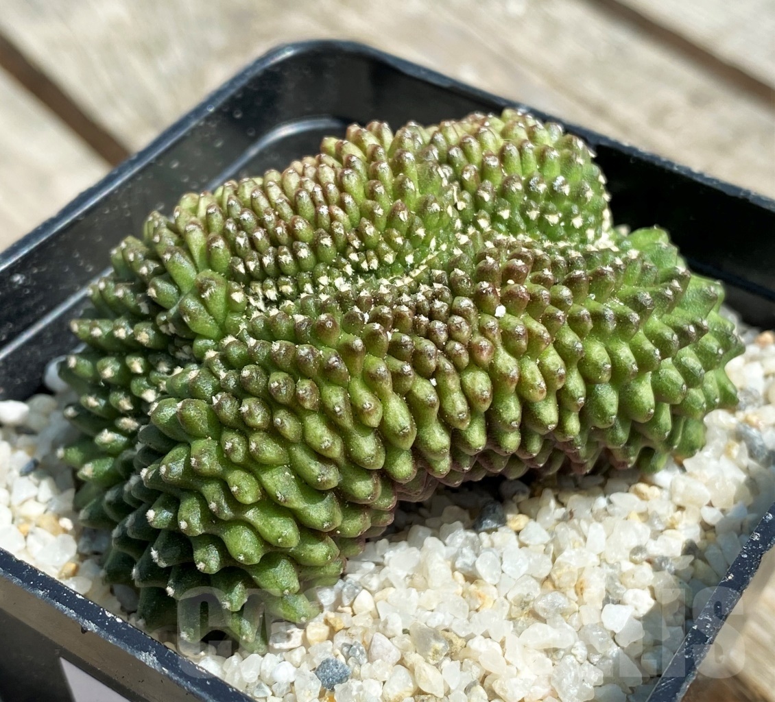 SHPR11181 Gymnocalycium hybrid 'inermis' f. cristata - Image 2