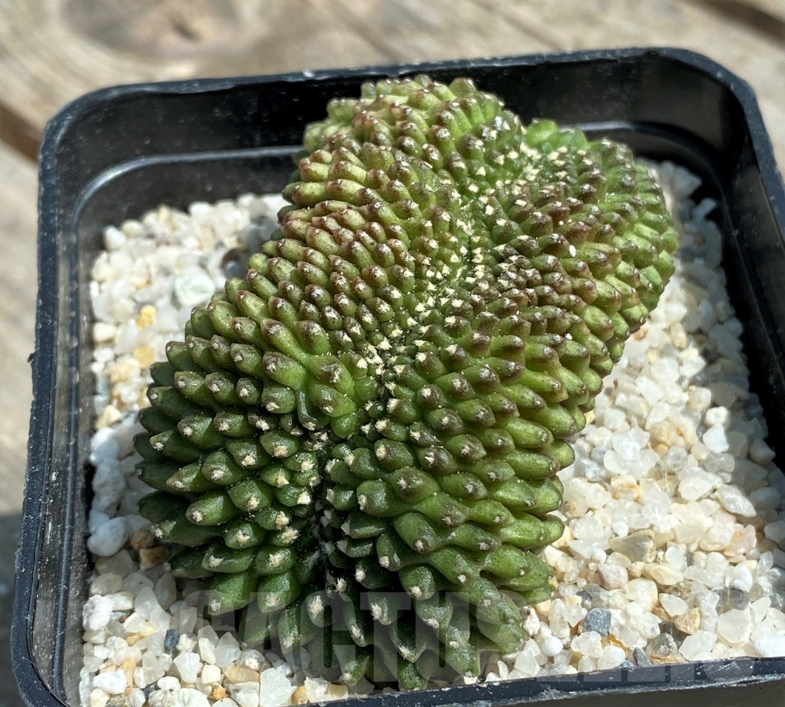 SHPR11181 Gymnocalycium hybrid 'inermis' f. cristata