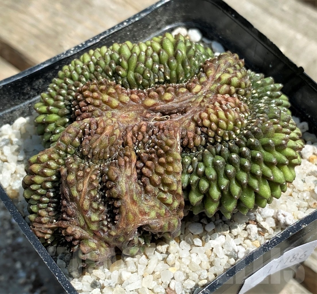 SHPR11186 Gymnocalycium hybrid 'inermis' f. cristata - 画像 (2)
