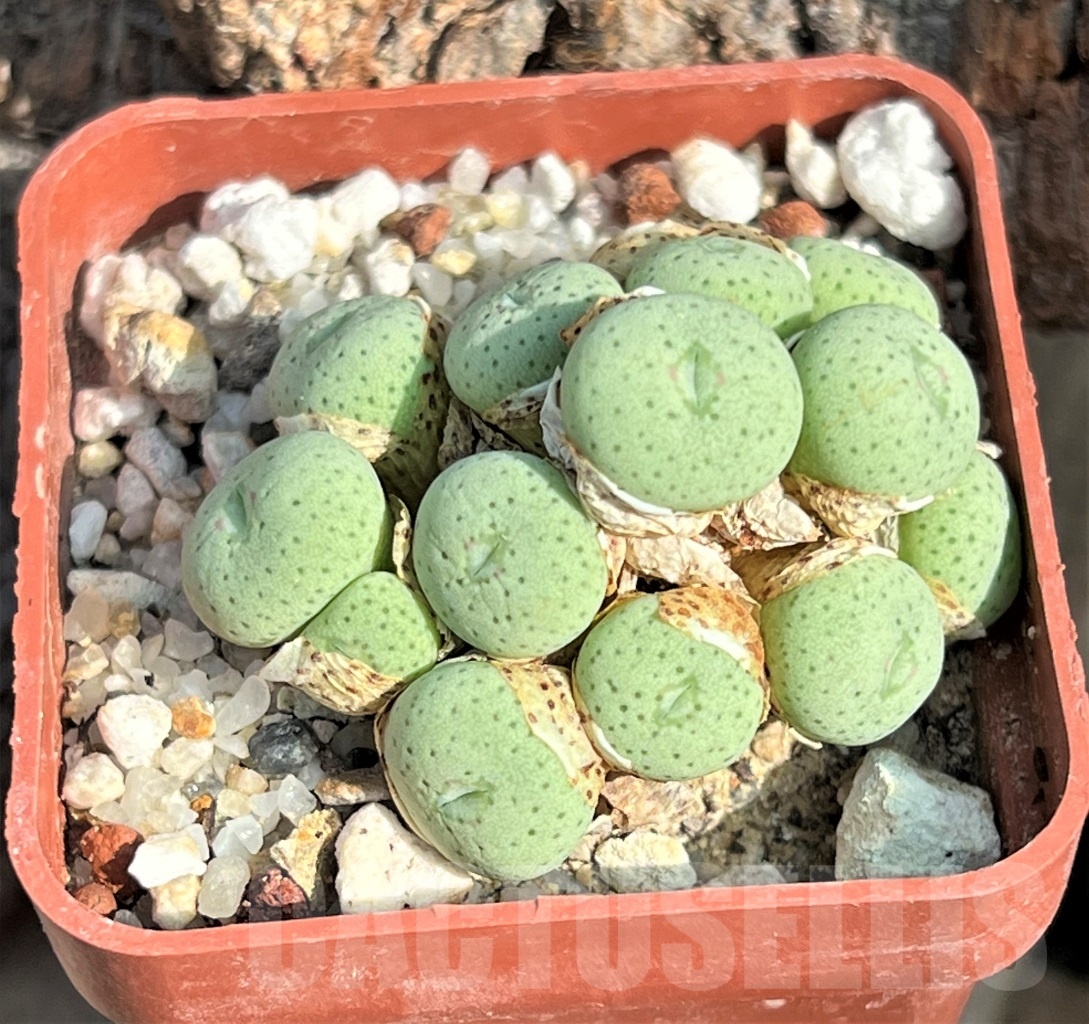 SHPR11612 Conophytum gratum SB 1113 -Remhoogte- - Obrázek 2