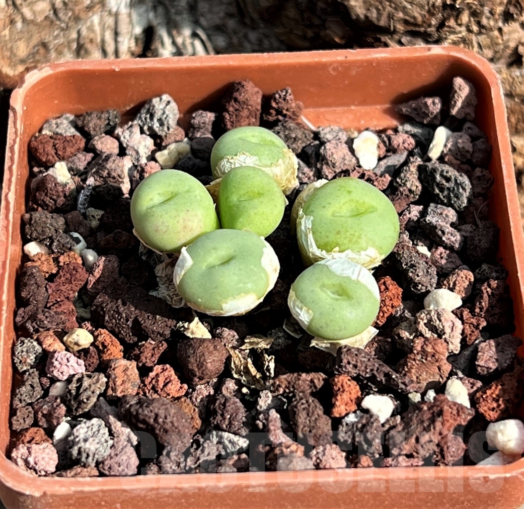 SHPR11613 Conophytum minutum v. pearsonii - Obrázek 2