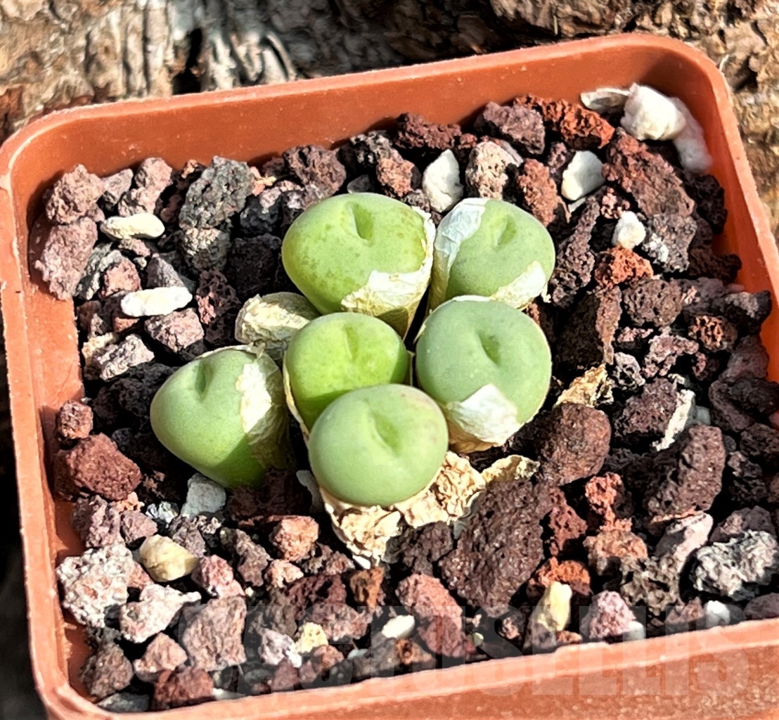SHPR11613 Conophytum minutum v. pearsonii