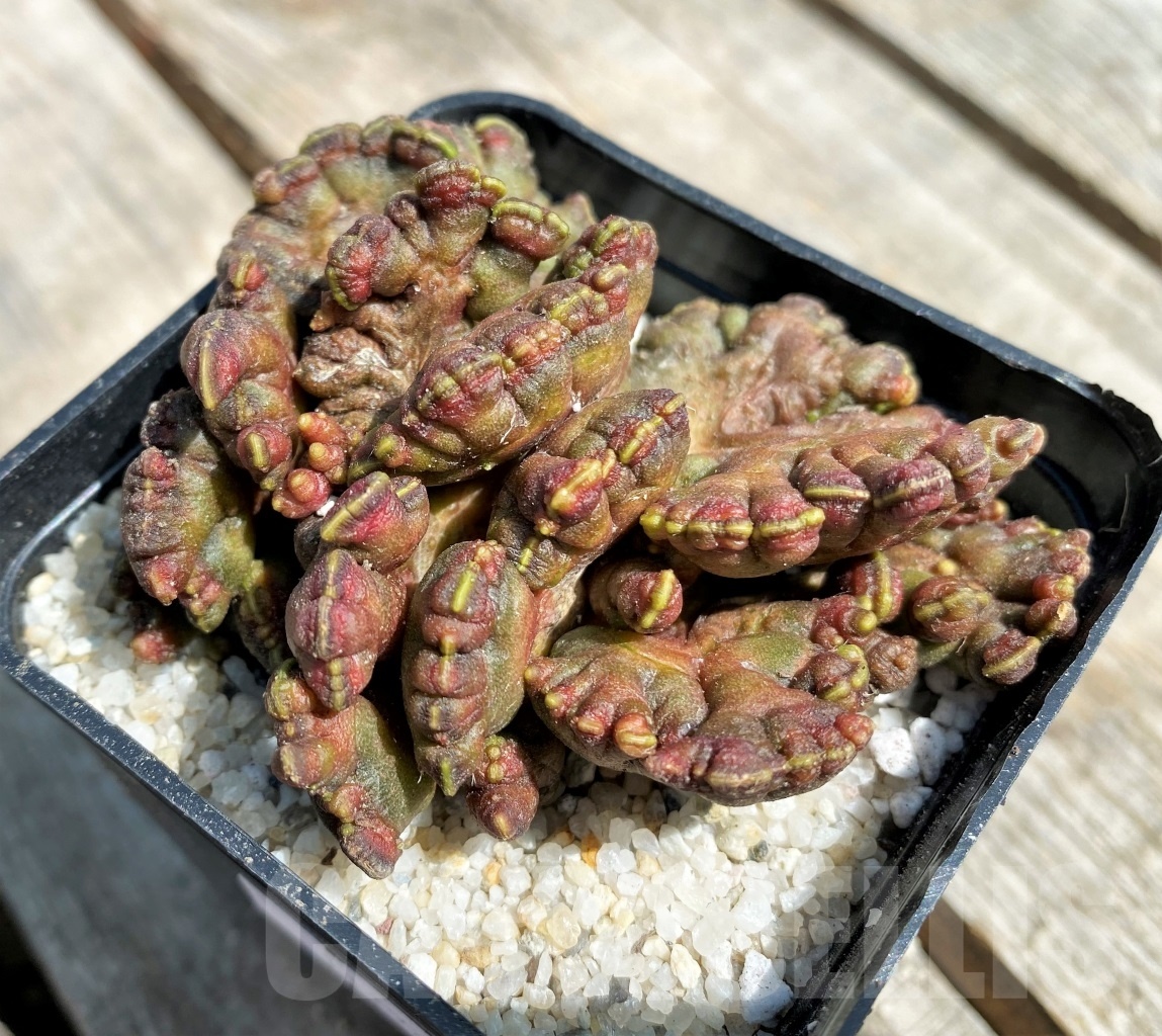 SHPR11192 Echinopsis 'Chocolate' - Image 2