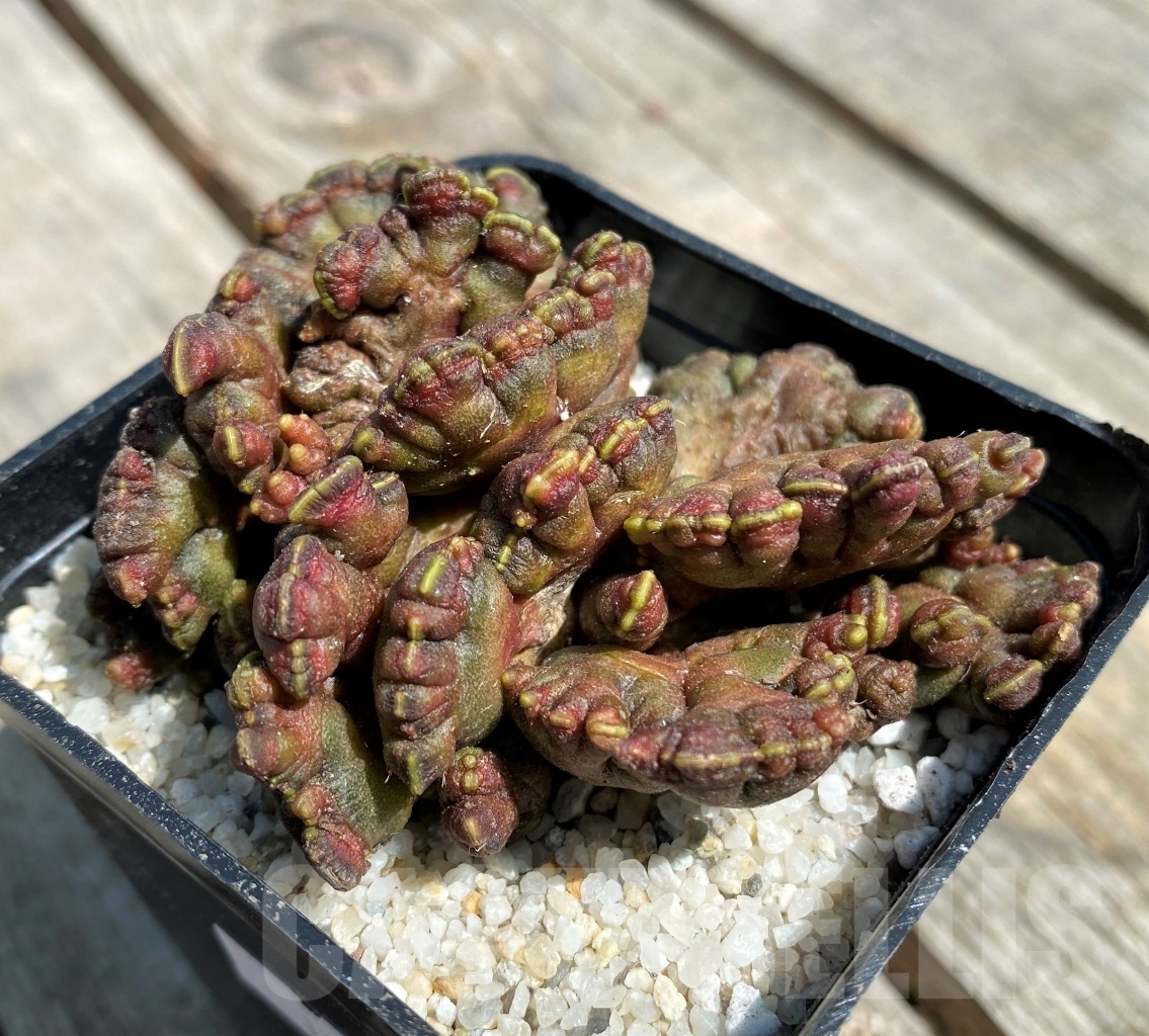 SHPR11192 Echinopsis 'Chocolate'
