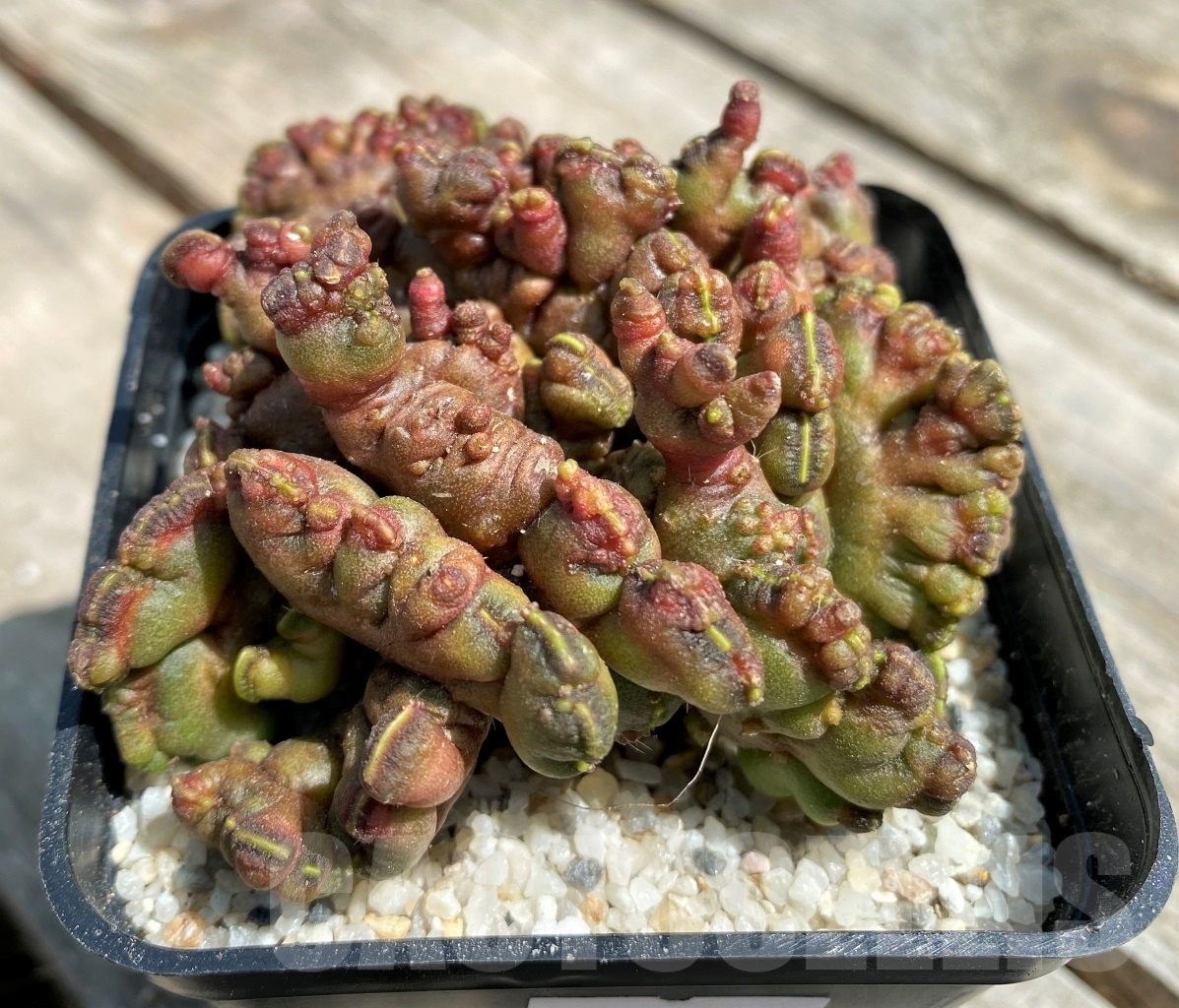 SHPR11193 Echinopsis 'Chocolate' - Image 2