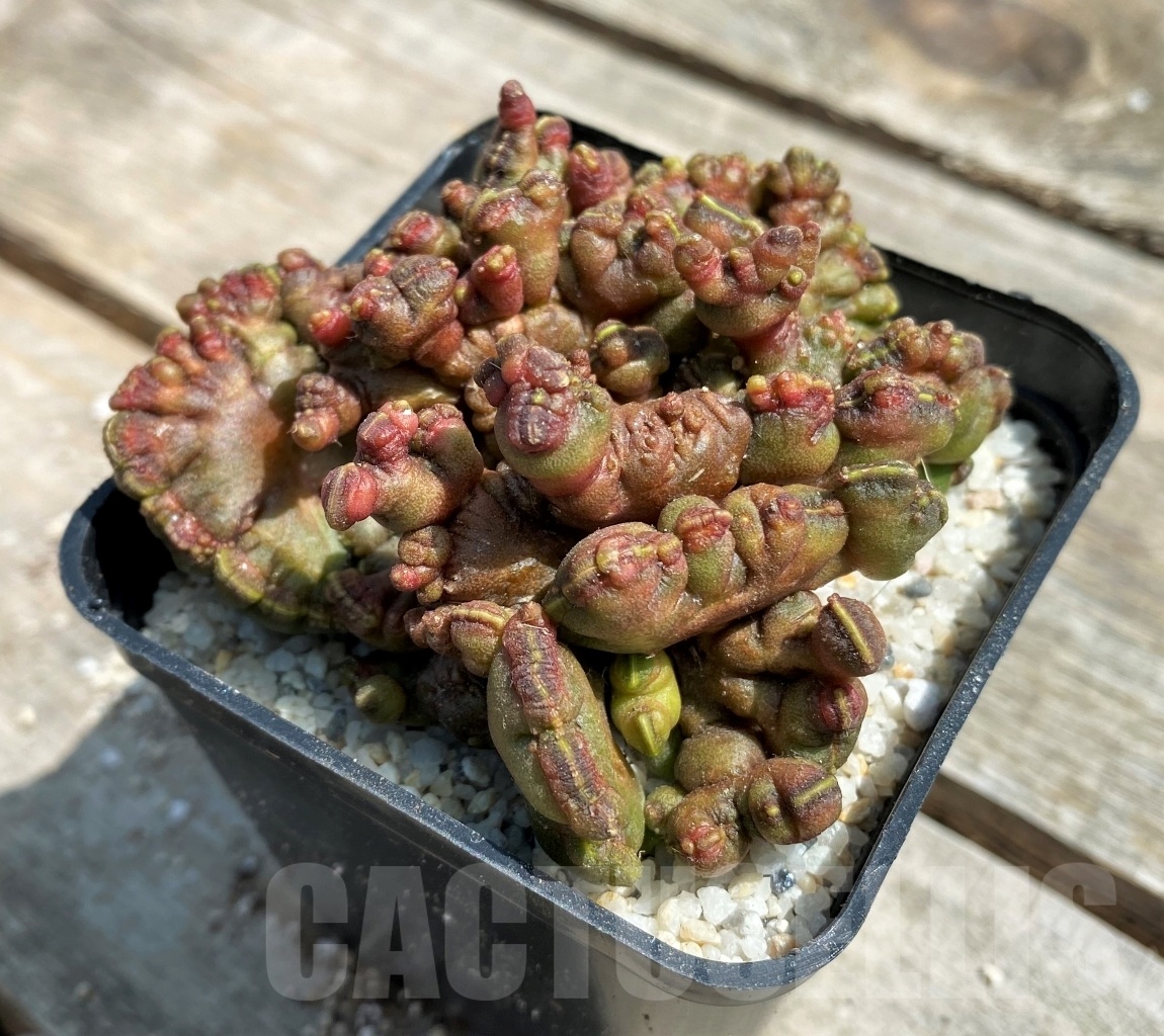 SHPR11193 Echinopsis 'Chocolate'