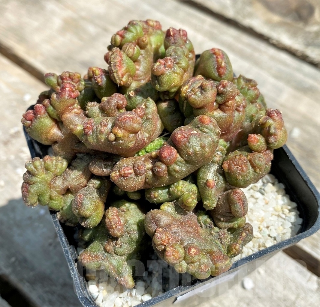 SHPR11194 Echinopsis 'Chocolate' – Bild 2