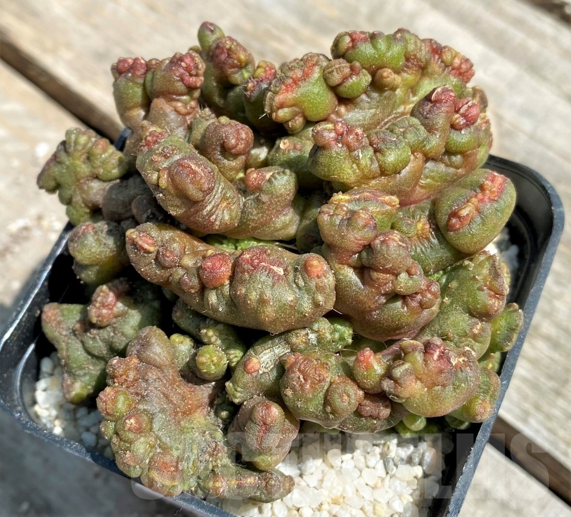 SHPR11194 Echinopsis 'Chocolate'
