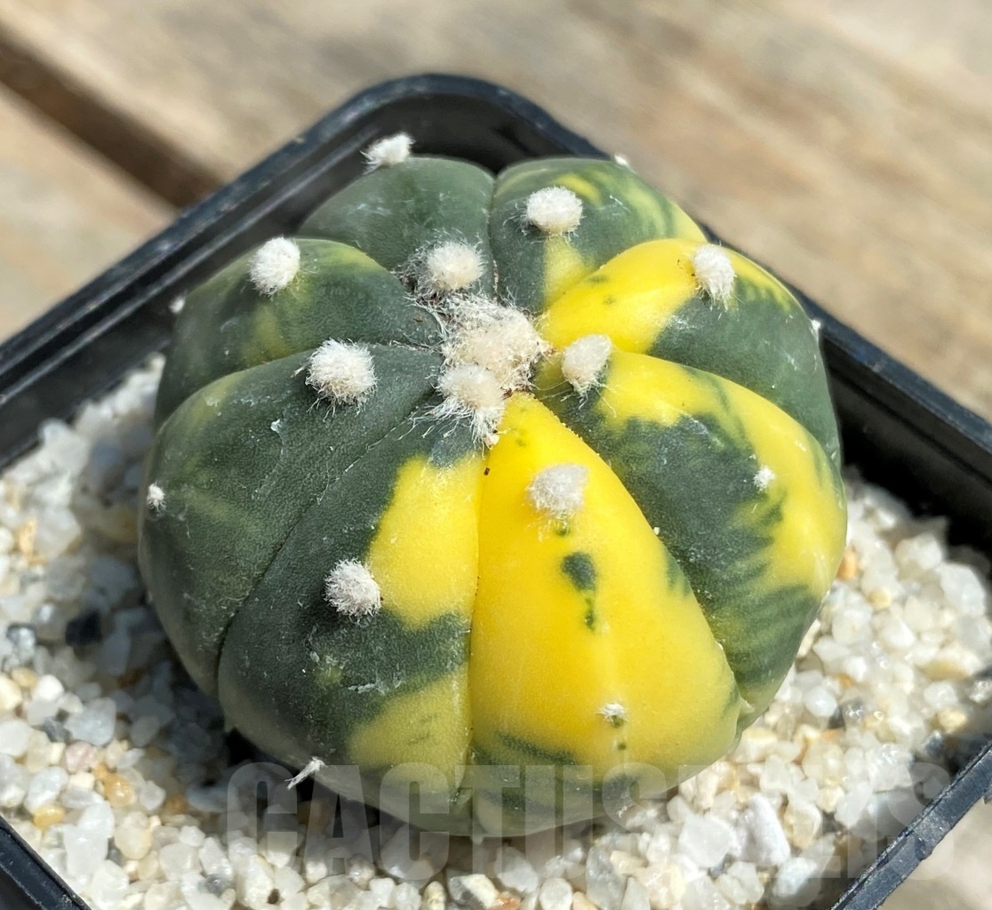 SHPR11195 Astrophytum asterias f. variegatum