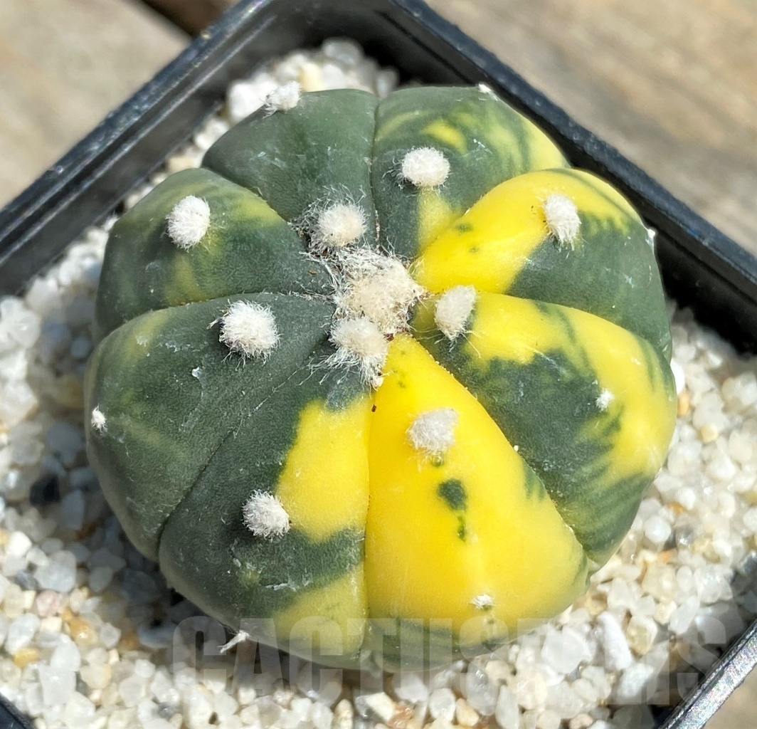 SHPR11195 Astrophytum asterias f. variegatum – Bild 3