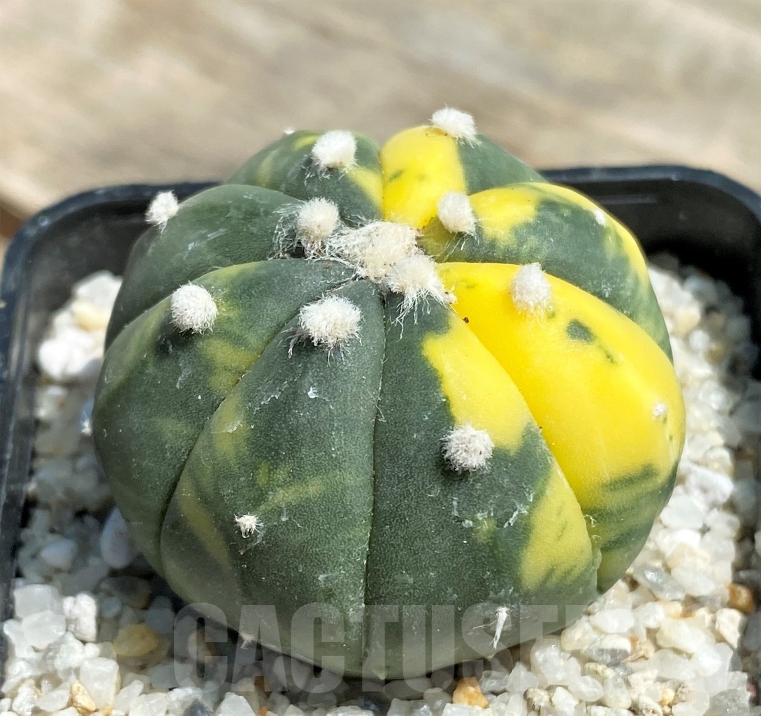 SHPR11195 Astrophytum asterias f. variegatum – Bild 2