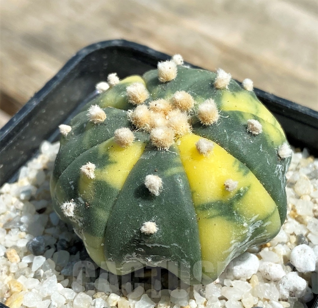 SHPR11196 Astrophytum asterias f. variegatum